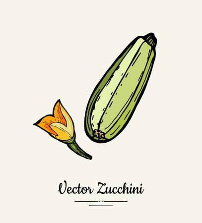Zucchini hand drawn illustration set. Hipster illustration of squash. Isolated green zucchini for vegetarian poster, cooking school, restaurant menu, banner, logo, icon, food shop, harvestのイラスト素材