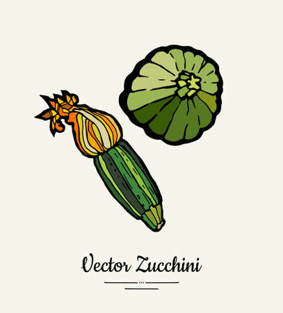 Zucchini hand drawn illustration set. Hipster illustration of squash. Isolated green zucchini for vegetarian poster, cooking school, restaurant menu, banner, logo, icon, food shop, harvestのイラスト素材