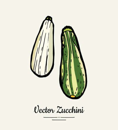Zucchini hand drawn illustration set. Hipster illustration of squash. Isolated green zucchini for vegetarian poster, cooking school, restaurant menu, banner, logo, icon, food shop, harvestのイラスト素材