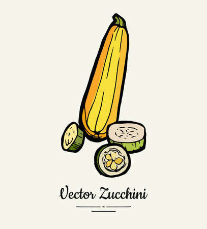 Zucchini hand drawn illustration set. Hipster illustration of squash. Isolated green zucchini for vegetarian poster, cooking school, restaurant menu, banner, logo, icon, food shop, harvestのイラスト素材