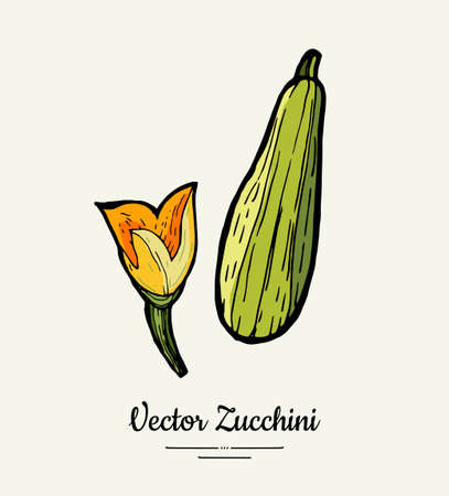 Zucchini hand drawn illustration set. Hipster illustration of squash. Isolated green zucchini for vegetarian poster, cooking school, restaurant menu, banner, logo, icon, food shop, harvestのイラスト素材