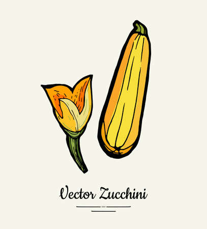 Zucchini hand drawn illustration set. Hipster illustration of squash. Isolated green zucchini for vegetarian poster, cooking school, restaurant menu, banner, logo, icon, food shop, harvestのイラスト素材
