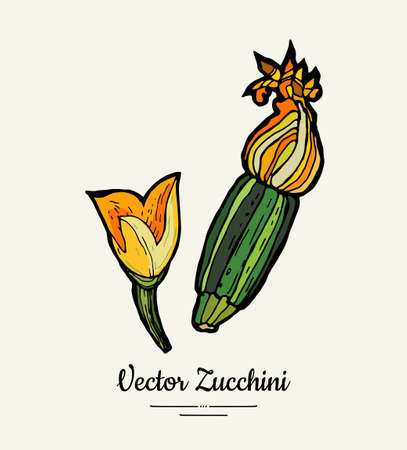 Zucchini hand drawn illustration set. Hipster illustration of squash. Isolated green zucchini for vegetarian poster, cooking school, restaurant menu, banner, logo, icon, food shop, harvestのイラスト素材
