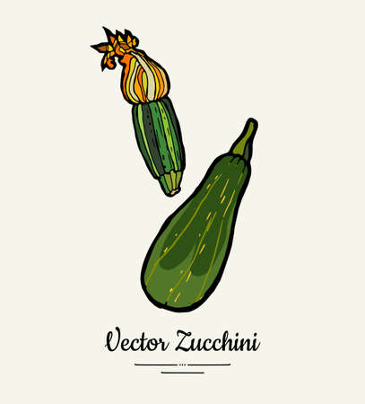 Zucchini hand drawn illustration set. Hipster illustration of squash. Isolated green zucchini for vegetarian poster, cooking school, restaurant menu, banner, logo, icon, food shop, harvestのイラスト素材