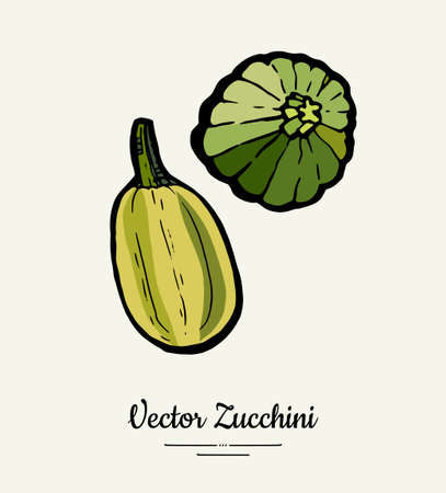 Zucchini hand drawn illustration set. Hipster illustration of squash. Isolated green zucchini for vegetarian poster, cooking school, restaurant menu, banner, logo, icon, food shop, harvestのイラスト素材