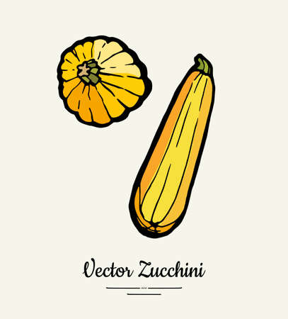 Zucchini hand drawn illustration set. Hipster illustration of squash. Isolated green zucchini for vegetarian poster, cooking school, restaurant menu, banner, logo, icon, food shop, harvestのイラスト素材