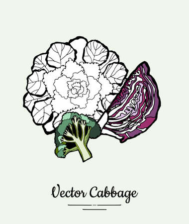 Cabbage hand drawn illustration set. Modern illustration of cabbage. Isolated green cabbage for vegetarian poster, cooking school, restaurant menu, banner, logo, icon, food shop, harvestのイラスト素材