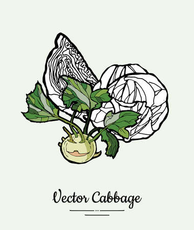 Cabbage hand drawn illustration set. Modern illustration of cabbage. Isolated green cabbage for vegetarian poster, cooking school, restaurant menu, banner, logo, icon, food shop, harvestのイラスト素材