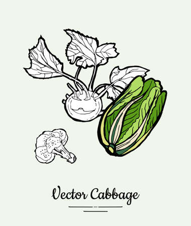 Cabbage hand drawn illustration set. Modern illustration of cabbage. Isolated green cabbage for vegetarian poster, cooking school, restaurant menu, banner, logo, icon, food shop, harvestのイラスト素材