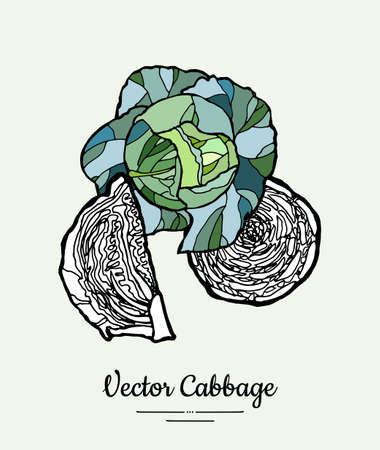 Cabbage hand drawn illustration set. Modern illustration of cabbage. Isolated green cabbage for vegetarian poster, cooking school, restaurant menu, banner, logo, icon, food shop, harvestのイラスト素材
