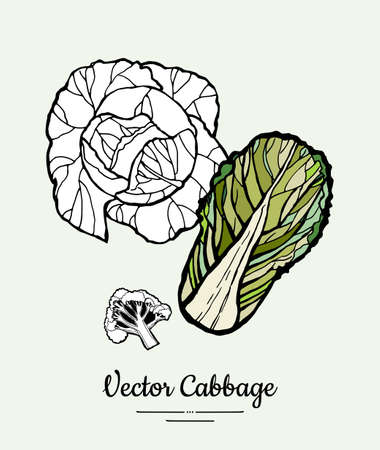 Cabbage hand drawn illustration set. Modern illustration of cabbage. Isolated green cabbage for vegetarian poster, cooking school, restaurant menu, banner, logo, icon, food shop, harvestのイラスト素材