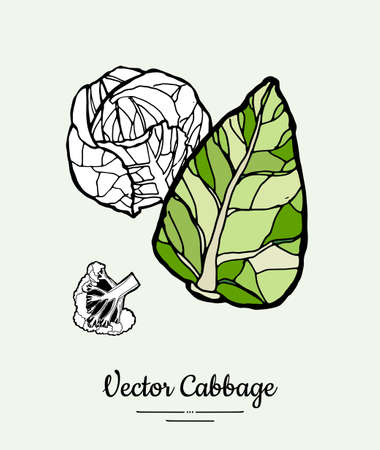 Cabbage hand drawn illustration set. Modern illustration of cabbage. Isolated green cabbage for vegetarian poster, cooking school, restaurant menu, banner, logo, icon, food shop, harvestのイラスト素材