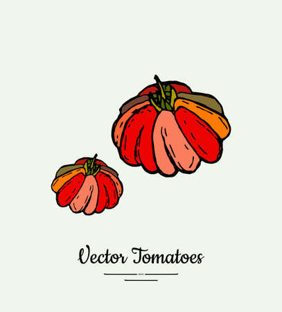 Tomato vegetable vector isolate. Red whole tomatoes. Vegetables hand drawn illustration. Trendy food vegetarian ripe red tomatoes icon poster, banner, sketch style. Vector illustration isolatedのイラスト素材