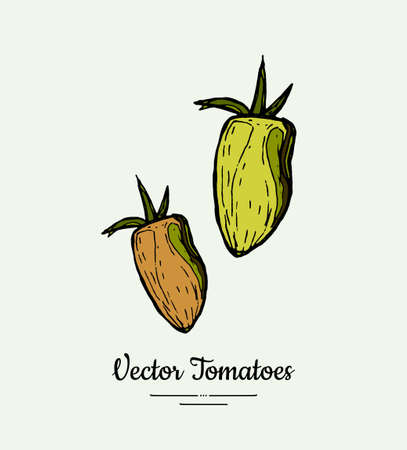 Tomato vegetable vector isolate. Orange whole tomatoes. Vegetables hand drawn illustration. Trendy food vegetarian ripe yellow tomato icon poster banner sketch style. Vector illustration isolatedのイラスト素材