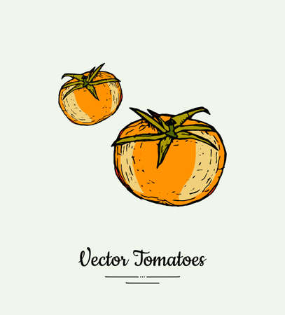 Tomato vegetable vector isolate. Orange whole tomatoes. Vegetables hand drawn illustration. Trendy food vegetarian ripe yellow tomato icon poster banner sketch style. Vector illustration isolatedのイラスト素材