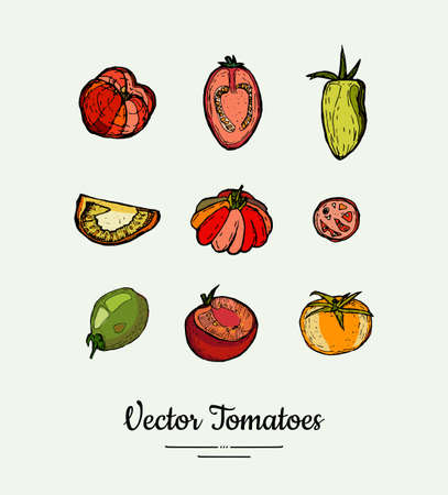 Tomato vegetable vector isolated set. Red yellow green whole cutted sliced tomatoes. Vegetables hand drawn illustration. Trendy food vegetarian ripe red tomatoes icon poster, banner, sketch styleのイラスト素材