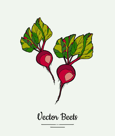 Beet vegetable vector isolate. Red whole beetroot green leaves. Vegetables hand drawn illustration. Food vegetarian sweet purple beetroot icon logo poster, banner, sketch. Vector illustration isolatedのイラスト素材