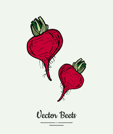 Beet vegetable vector isolate. Red whole beetroot green leaves. Vegetables hand drawn illustration. Food vegetarian sweet purple beetroot icon logo poster, banner, sketch. Vector illustration isolatedのイラスト素材