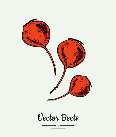 Beet vegetable vector isolate. Red whole beetroot. Vegetables hand drawn illustration. Trendy food vegetarian sweet purple beetroot icon logo poster, banner, sketch style. Vector illustration isolatedのイラスト素材