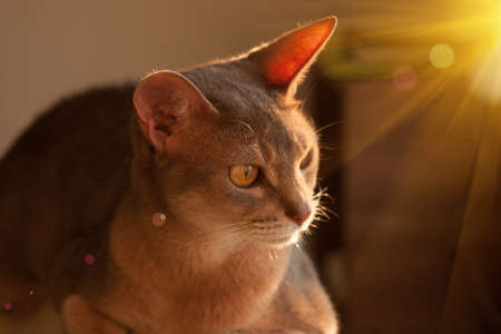 Abyssinian cat at window. Close up portrait of blue abyssinian female cat, sitting on chair headrest. Pretty cat with backlighting. Cute kitty in sunlight. Yellow eyes, big ears cat.の写真素材