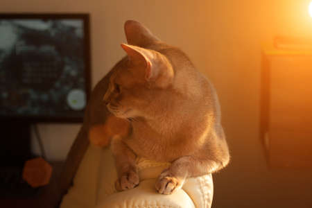 Abyssinian cat at window. Close up portrait of blue abyssinian female cat, sitting on chair headrest. Pretty cat with backlighting. Cute kitty in sunlight. Yellow eyes, big ears cat.の写真素材