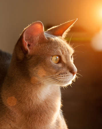 Abyssinian cat at window. Close up portrait of blue abyssinian female cat, sitting on chair headrest. Pretty cat with backlighting. Cute kitty in sunlight. Yellow eyes, big ears cat.の写真素材