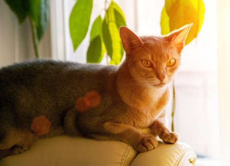 Abyssinian cat at window. Close up portrait of blue abyssinian female cat, sitting on chair headrest. Pretty cat with backlighting. Cute kitty in sunlight. Yellow eyes, big ears cat.の写真素材