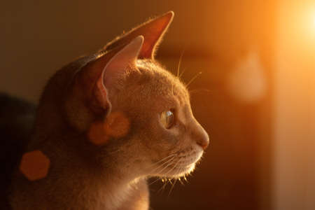 Abyssinian cat at window. Close up portrait of blue abyssinian female cat, sitting on chair headrest. Pretty cat with backlighting. Cute kitty in sunlight. Yellow eyes, big ears cat.の写真素材
