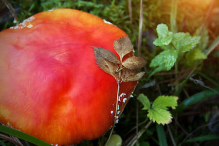 Amanita muscaria mushroom in moss and green grass. Sunlight rays through tree foliage. Red mushroom with white dots, green leaves in sunlight. Space for text on beautiful natural forest background.の写真素材