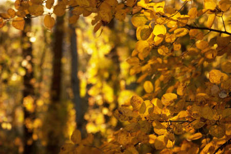 Sunset and aspen trees. Sunlight through tree foliage. Yellow shiny leaves in sunlight. Beautiful...