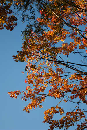 Sunset and oak trees. Sunlight through tree foliage. Yellow, red, green leaves in sunlight. Beautiful background with oak leaves in forest. Space for text on natural background. Sun, rays, highlights.の写真素材