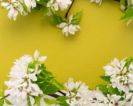 Apple tree blossom branch white green background flat lay. White flowering buds top view template web banner. Copy space backdrop mockup design. Floral spring frame fresh flowers invitation conceptの写真素材