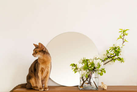 Cat white living room minimalist interior shelf mockup. Decoration living room home interior. Cozy interior shelf round mirror flower vaze. Room cat modern white empty wall. Copy space backdrop designの写真素材