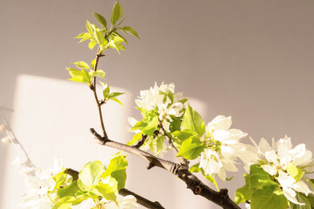 White living room minimalist interior shelf mockup. Decoration living room home interior. Cozy interior shelf apple flowers vaze. Room modern white empty wall. Copy space backdrop designの写真素材