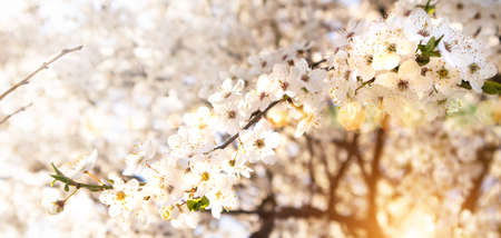 Beautiful white cherry tree blossom branches. Sunny spring day blooming garden.の写真素材