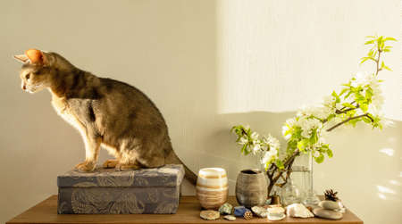 Cat in white living room. Minimalist interior shelf mockupの写真素材