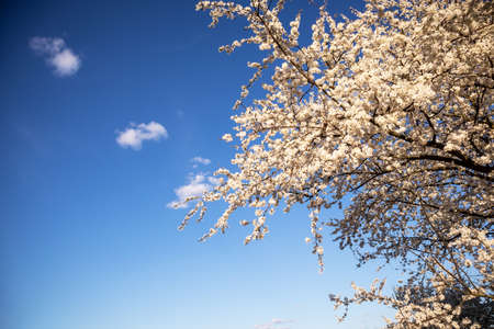 Beautiful white cherry tree blossom branches. Sunny spring day blooming garden.