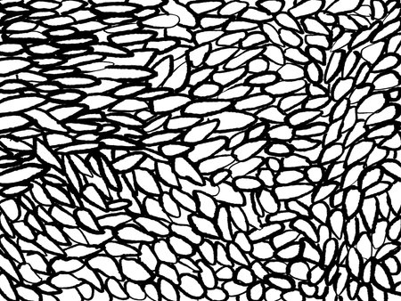 Scribble mesh net ink texture background. Vintage black and white illustration mesh. Doodle abstract decorative pattern. Grunge ink drawing, modern paper art black texture mockup on white backdrop.の写真素材