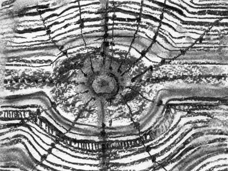 Coal pencil black lines on white background. Black color wooden texture sketch grunge drawing element. Crayon hand drawn decoration texture. Abstract minimalist ink hand drawn illustration.の写真素材