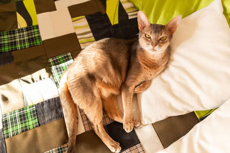 Abyssinian cat at home. Close up portrait of blue abyssinian cat, lying on a patchwork quilt and pillows. Pretty cat, white background. Cute resting kitty, selective focus. Yellow eyes, big ears catの写真素材