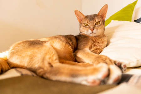 Abyssinian cat at home. Close up portrait of blue abyssinian cat, lying on a patchwork quilt and pillows. Pretty cat, white background. Cute resting kitty, selective focus. Yellow eyes, big ears catの写真素材