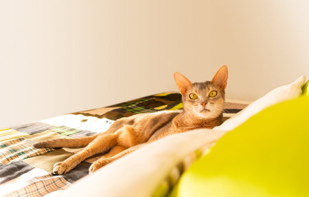 Abyssinian cat at home. Close up portrait of blue abyssinian cat, lying on a patchwork quilt and pillows. Pretty cat, white background. Cute resting kitty, selective focus. Yellow eyes, big ears catの写真素材