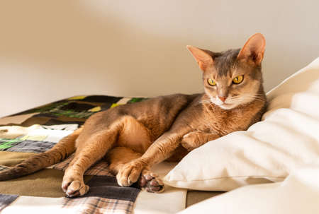 Abyssinian cat at home. Close up portrait of blue abyssinian cat, lying on a patchwork quilt and pillows. Pretty cat, white background. Cute resting kitty, selective focus. Yellow eyes, big ears catの写真素材