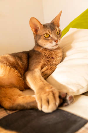 Abyssinian cat at home. Close up portrait of blue abyssinian cat, lying on a patchwork quilt and pillows. Pretty cat, white background. Cute resting kitty, selective focus. Yellow eyes, big ears catの写真素材