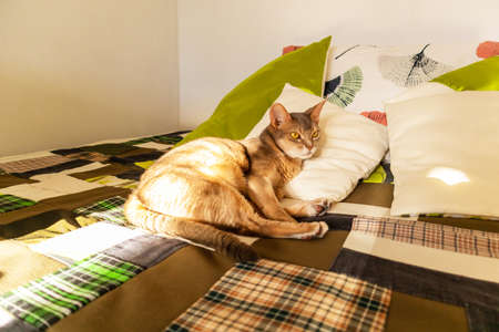 Abyssinian cat at home. Close up portrait of blue abyssinian cat, lying on a patchwork quilt and pillows. Pretty cat, white background. Cute resting kitty, selective focus. Yellow eyes, big ears catの写真素材
