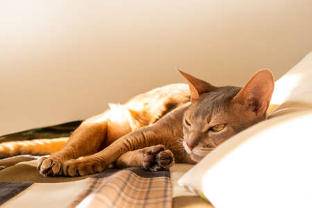 Abyssinian cat at home. Close up portrait of blue abyssinian cat, lying on a patchwork quilt and pillows. Pretty cat, white background. Cute resting kitty, selective focus. Yellow eyes, big ears catの写真素材
