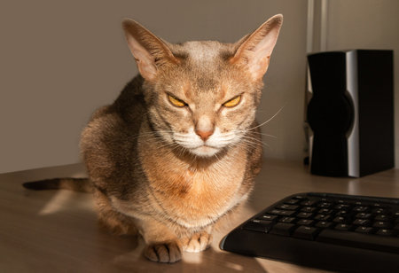 Abyssinian cat at home. Close up portrait of blue abyssinian cat, sitting on a work table. Pretty cat, white background. Cute resting kitty in home interior, selective focus. Yellow eyes, big ears catの写真素材