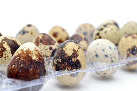 Quail eggs in a plastic boxの写真素材
