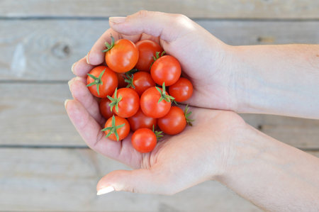 Cherry tomatoes in handsの写真素材