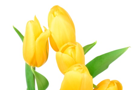 Yellow Tulips Spring Flowers Isolated on white background.の写真素材
